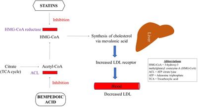 Frontiers | Effects of statins beyond lipid-lowering agents in ART ...