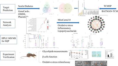 Network analysis combined with experimental assessment to explore the therapeutic mechanisms of new shenqi pills formula targeting mitochondria on senile diabetes mellitus
