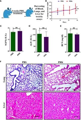 Frontiers | Antimycobacterial and healing effects of Pranlukast against ...