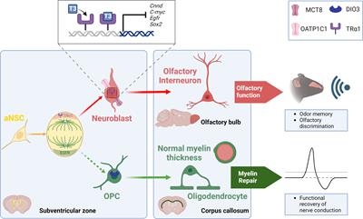 Frontiers | Thyroid hormone action in adult neurogliogenic niches: the ...