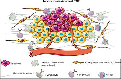 Frontiers | Patient-derived organoids: a promising tool for breast ...