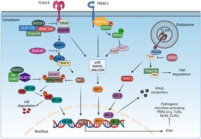 Frontiers | Adaptor molecules mediate negative regulation of macrophage ...