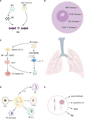 Frontiers | Microbes for lung cancer detection: feasibility and limitations