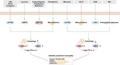 Frontiers | Targeting autophagy with natural products as a potential ...