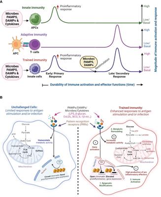 The causes and consequences of trained immunity in myeloid cells