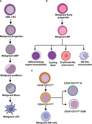 Frontiers | Unveiling novel insights in acute myeloid leukemia through ...