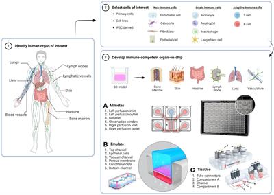 In Vitro Immunity: An Overview of Immunocompetent Organ-on-Chip Models