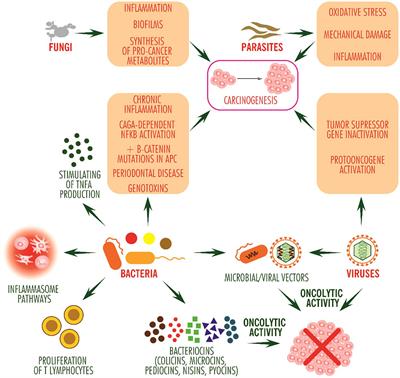 Frontiers | Microbiome and cancer: from mechanistic implications in ...