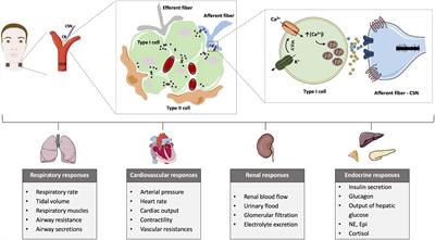 Frontiers | Bioelectronic modulation of carotid sinus nerve to treat ...