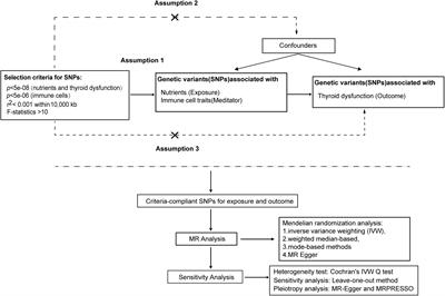 Frontiers | Toenail and blood selenium mediated regulation of thyroid ...