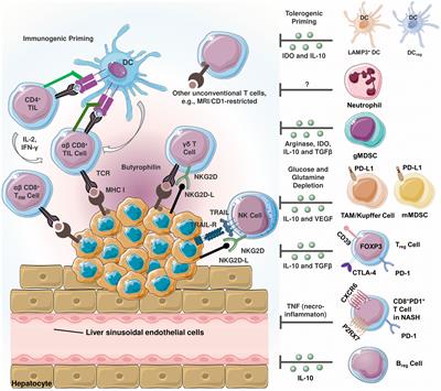 Frontiers | Immune checkpoint inhibitors in the treatment of ...