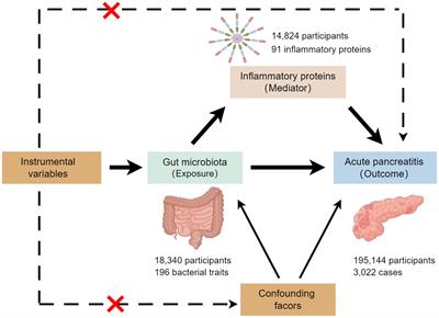 Frontiers | Gut microbiota influence acute pancreatitis through ...