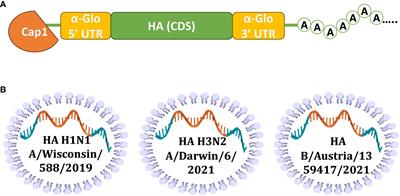 Frontiers | Trivalent mRNA vaccine-candidate against seasonal flu with ...