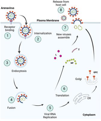 Frontiers | Entry inhibitors as arenavirus antivirals