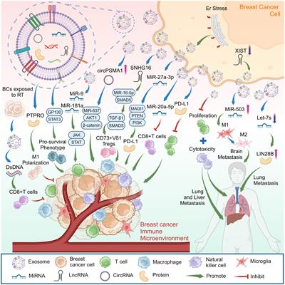 Frontiers | The involvement and application potential of exosomes in ...