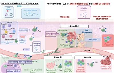 Frontiers | The role of tissue-resident memory T cells as mediators for ...