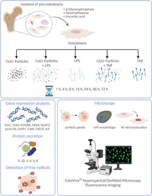 Frontiers | Influence of metallic particles and TNF on the ...