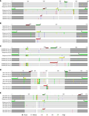 Frontiers | A locus-dependent mixed inheritance in the segmental ...