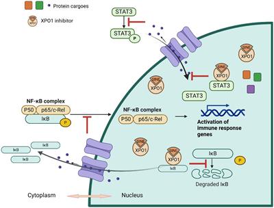 Beyond oncology: Selinexor’s journey into anti-inflammatory treatment and long-term management