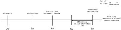 Frontiers | IRL790 modulated striatal D1 neurons synaptic plasticity ...