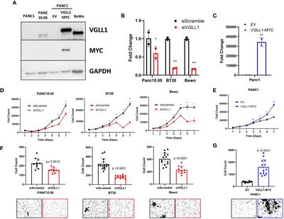 Placental co-transcriptional activator Vestigial-like 1 (VGLL1) drives tumorigenesis via increasing transcription of proliferation and invasion genes