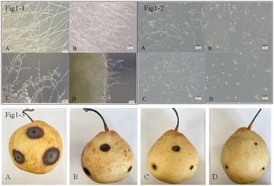 Combination of Bacillus tequilensis with difenoconazole to control pear black spot and the related synergistic mechanism