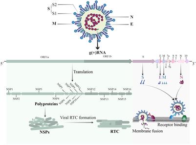 Frontiers | Host factors of SARS-CoV-2 in infection, pathogenesis, and ...