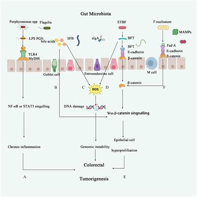 Frontiers | The role of the gut microbiota in tumor, immunity, and ...