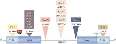 Spinocerebellar Ataxias: from Pathogenesis to Recent Therapeutic Advances