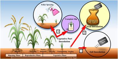 Frontiers | The Potential of Streptomyces as Biocontrol Agents against ...