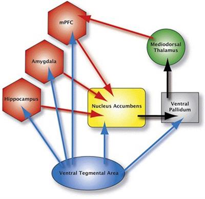 Frontiers | Effective Connectivity within the Mesocorticolimbic System ...