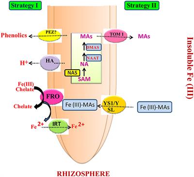 Frontiers Acquisition And Homeostasis Of Iron In Higher - 