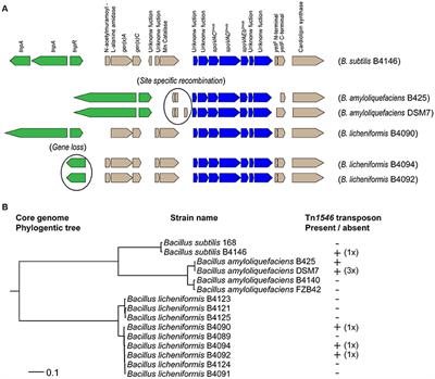 Frontiers High Level Heat Resistance Of Spores Of Bacillus Amyloliquefaciens And Bacillus Licheniformis Results From The Presence Of A Spova Operon In A Tn1546 Transposon Microbiology