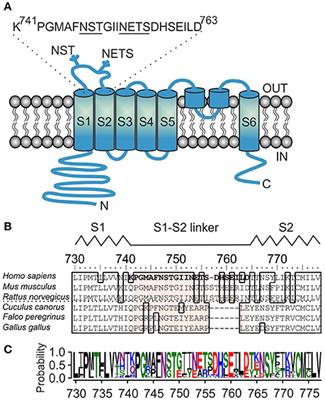 Frontiers Structure And Molecular Mechanism Of Er Stress Signaling By