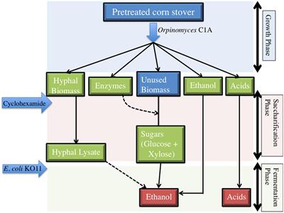 Making Bioethanol with Both Fungi and Bacteria