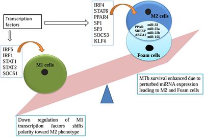 Transcription factor KLF4 regulated STAT1 to promote M1 polarization of  macrophages in rheumatoid arthritis