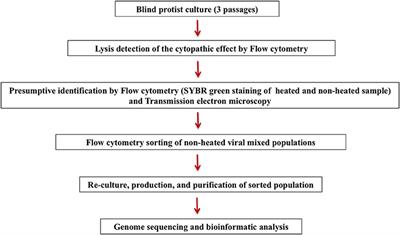 Frontiers Flow Cytometry Sorting To Separate Viable Giant