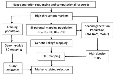 Frontiers Genomic Tools In Pea Programs Status And Perspectives