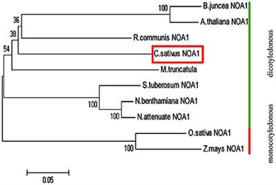 Cucumber Cucumis Sativus L Nitric Oxide Synthase Associated Gene1 Csnoa1 Plays A Role In Chilling Stress Plant Science Frontiers