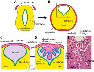 Frontiers | Histological Architecture Underlying Brain–Immune Cell–Cell ...