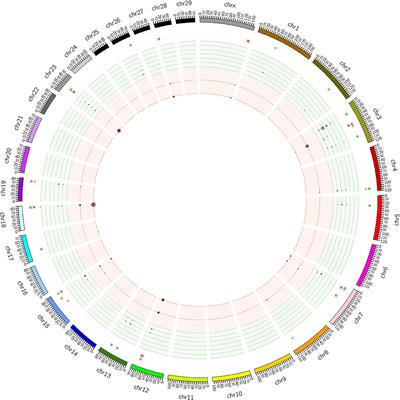 Frontiers | Evolutionary and Functional Features of Copy Number ...