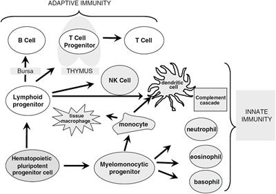 PDF) Age-related immune cell dynamics influence outcomes after allogeneic  haematopoietic cell transplantation