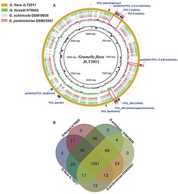 Frontiers Characterization Of Potential Polysaccharide Utilization Systems In The Marine Bacteroidetes Gramella Flava Jlt11 Using A Multi Omics Approach Microbiology