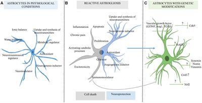 Frontiers | The Role of Astrocytes in Neuroprotection after Brain ...