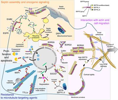 Frontiers | Cancer-Related Functions and Subcellular Localizations of ...