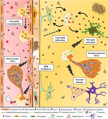 Frontiers Netosis In Alzheimer S Disease Immunology