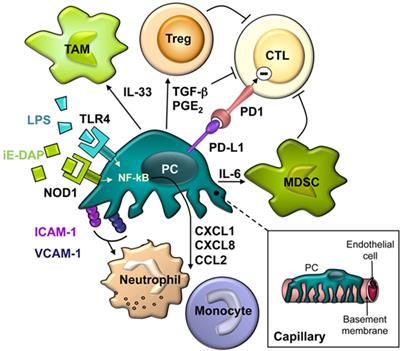 Frontiers | Immune Regulation by Pericytes: Modulating Innate and ...