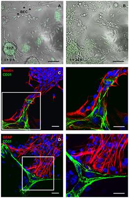 Frontiers | Heterocellular Contacts with Mouse Brain Endothelial Cells ...