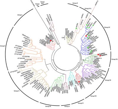 Frontiers | Function of AP2/ERF Transcription Factors Involved in the ...