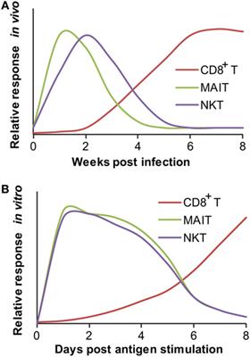 Frontiers | Targeting Innate-Like T Cells in Tuberculosis | Immunology